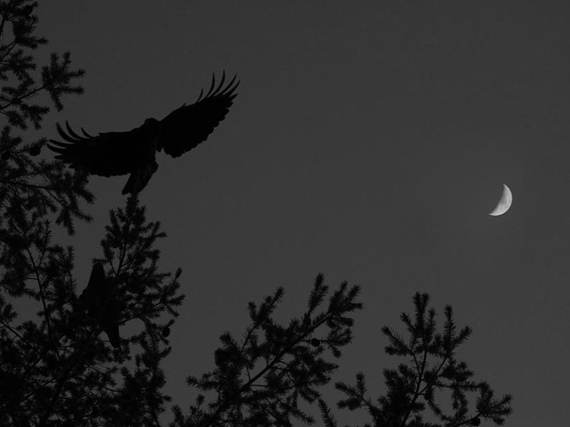 4z2a7759ravenmoon_ij