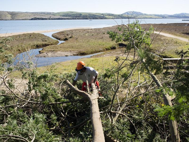 acacia_tree_removal_at_chicken_ranch