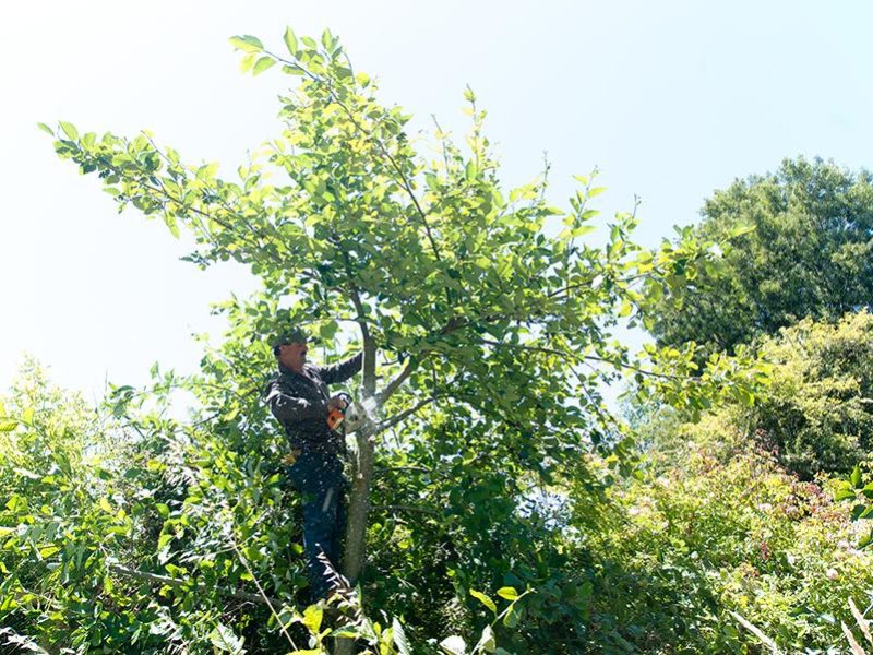 alfonso_ramirez_treework_landscaping_regulations