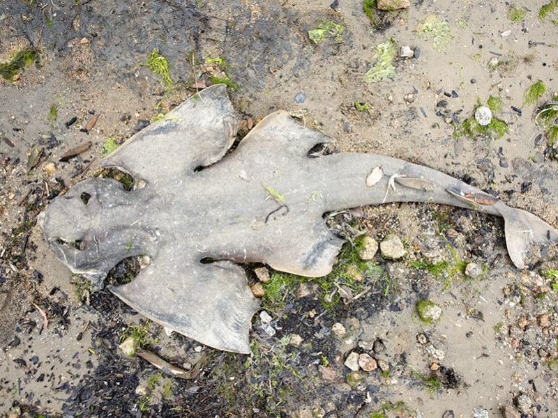 angel_shark_chicken_ranch
