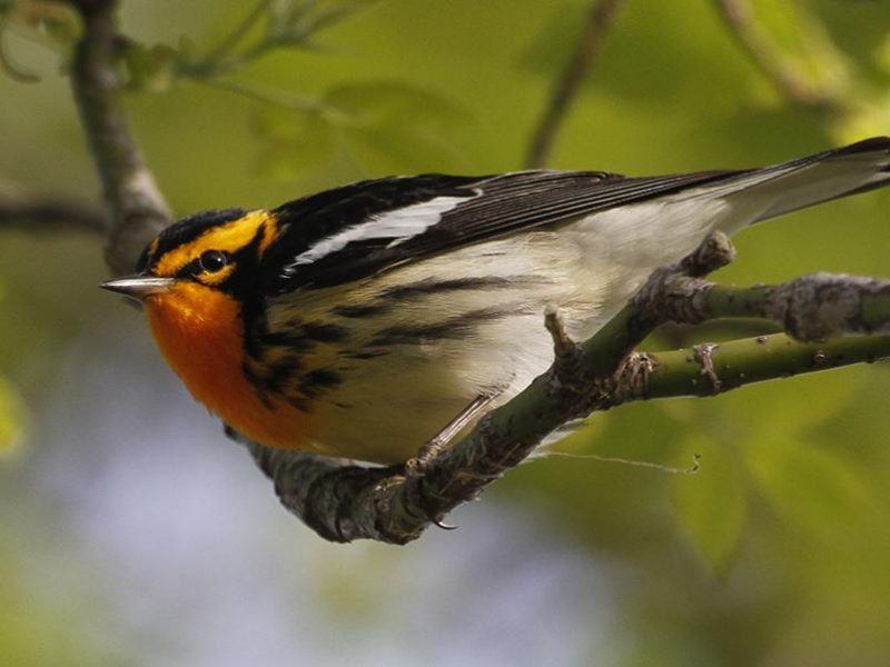 blackburnian_warbler_setophaga_fusca_magee_marsh_ohio_22
