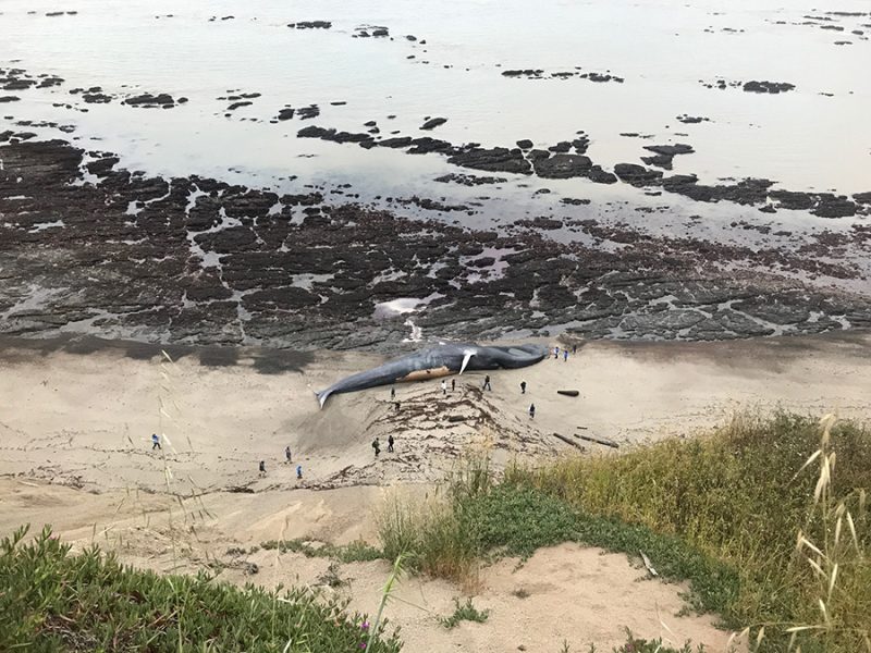 blue_whale_on_agate_beach