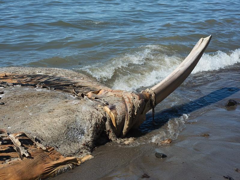 blue_whale_skeleton_bolinas