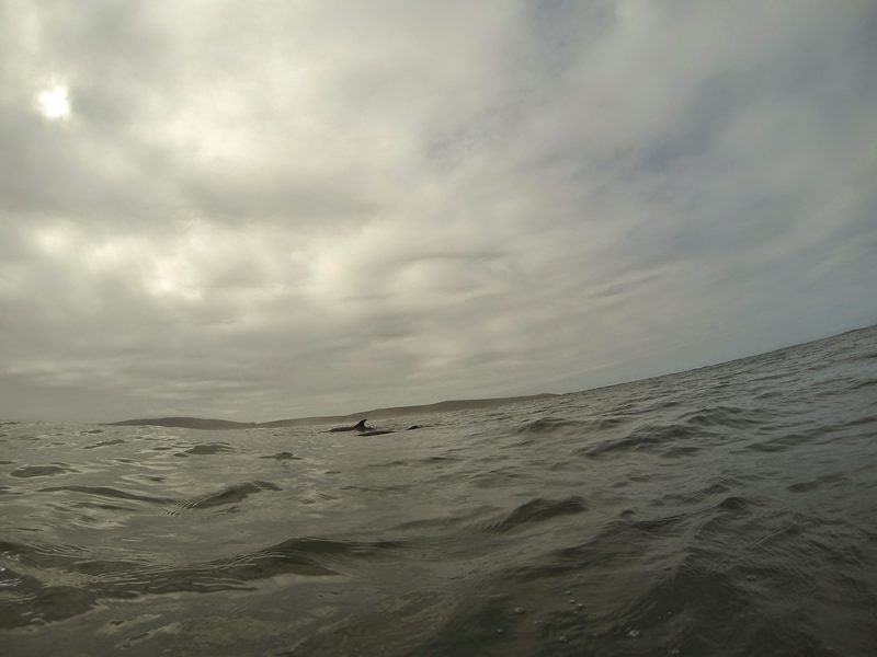 bottlenose_dolphins_north_bay_dillon_beach