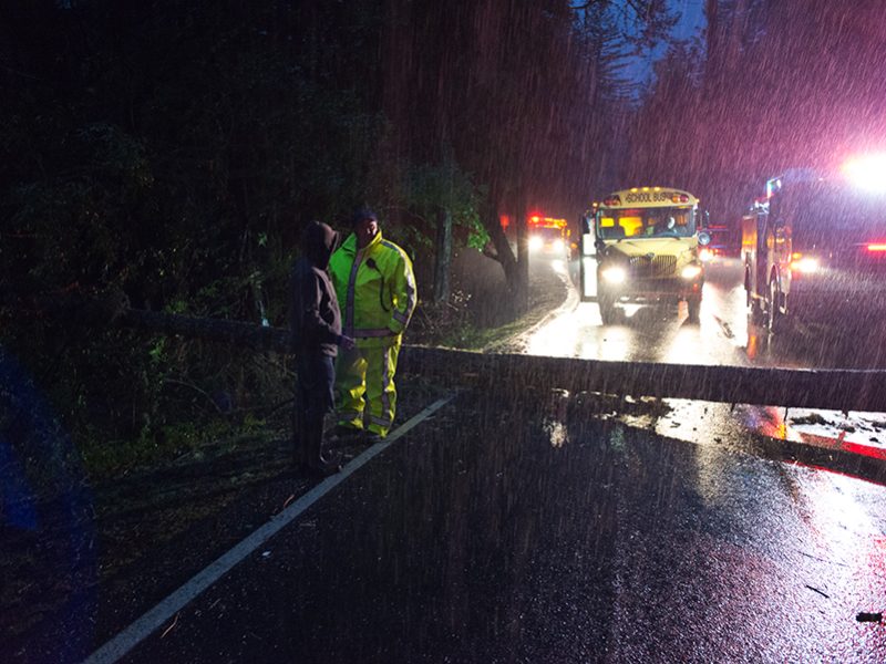 car_crashes_avoiding_fallen_tree