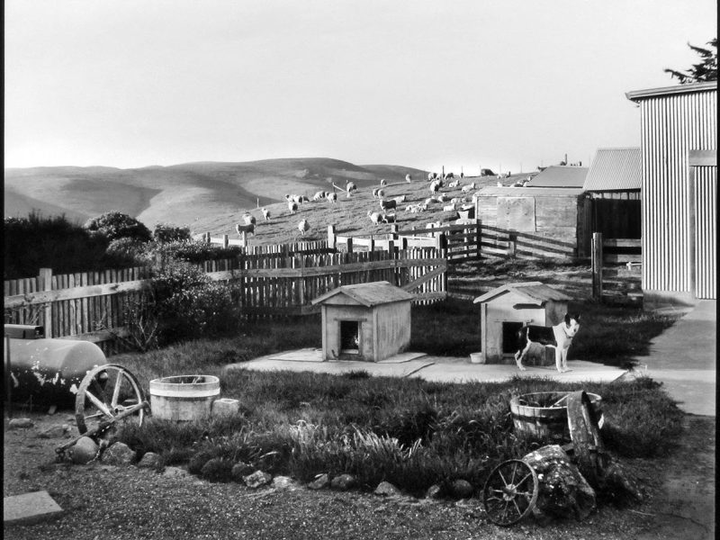 cart_rogers_family_album_dog_issue_ranch_dogs_at_dusk_1