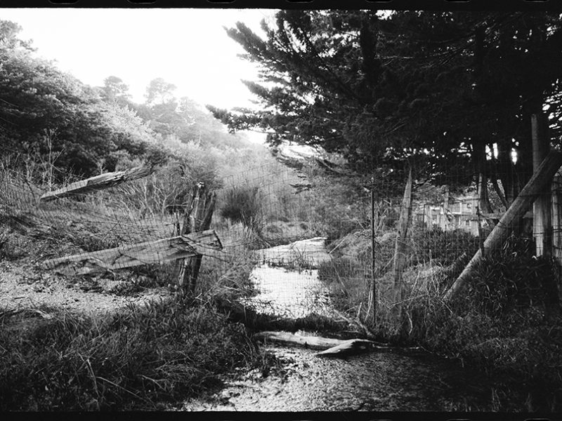 chicken_ranch_beach_creek_fecal_coliform