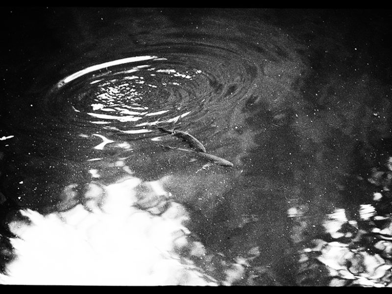 chinook_salmon_lagunitas_creek