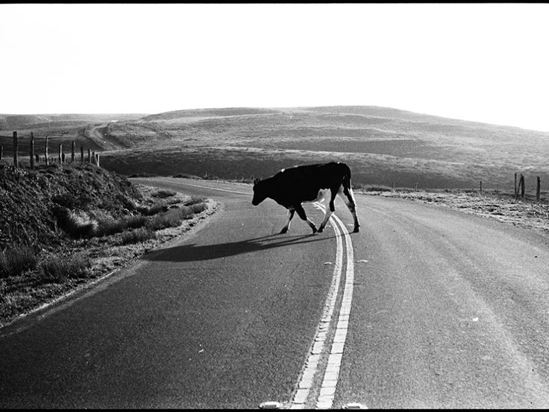cow_in_the_road_point_reyes_national_seashore