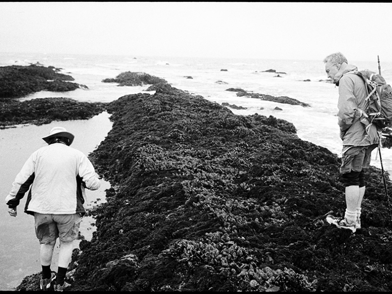 duxbury_reef_prnsa_star_fish
