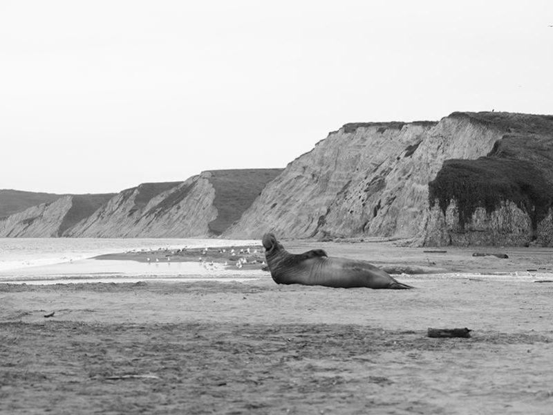 elephant_seal_drakes_beach