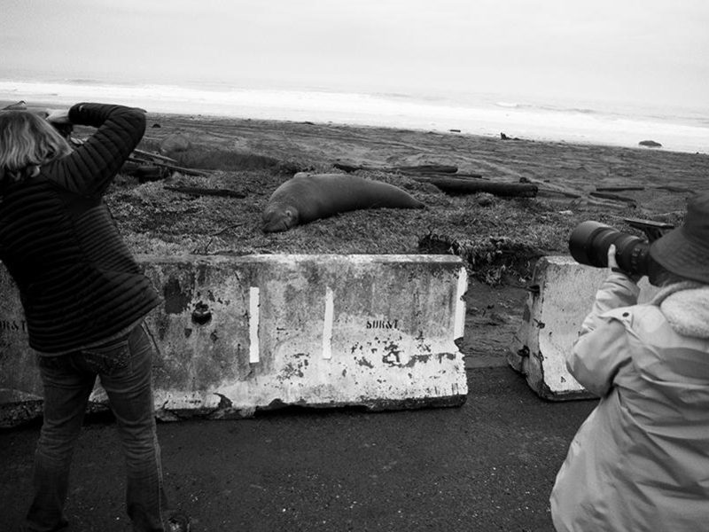 elephant_seals