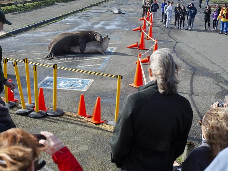 elephant_seals_drakes_beach