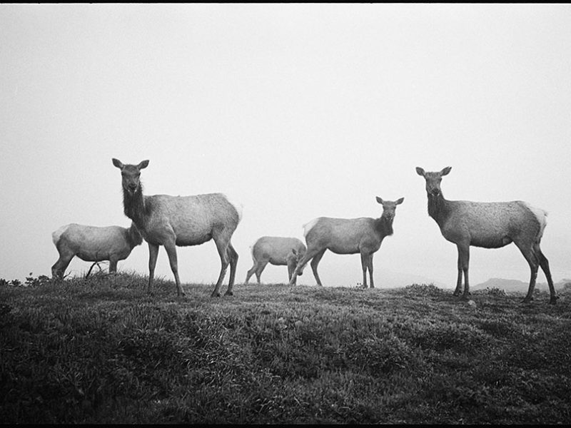 elk