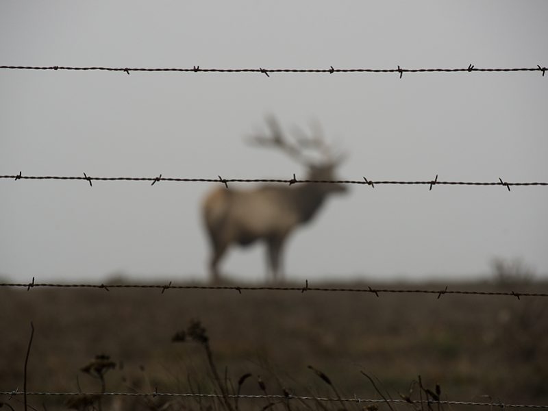 elk_crisis_point_reyes_national_seashore