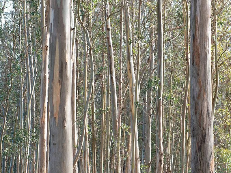 eucalyptus_bolinas