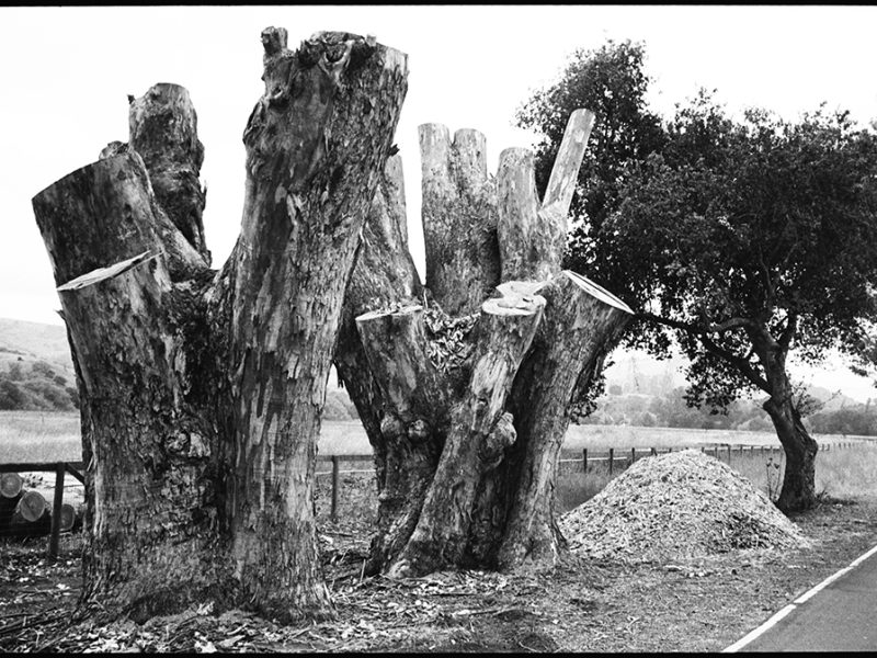 eucalyptus_removal_nicasio