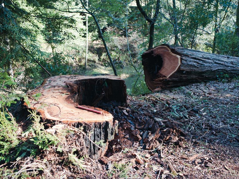 felled_redwoods_samuel_p_taylor