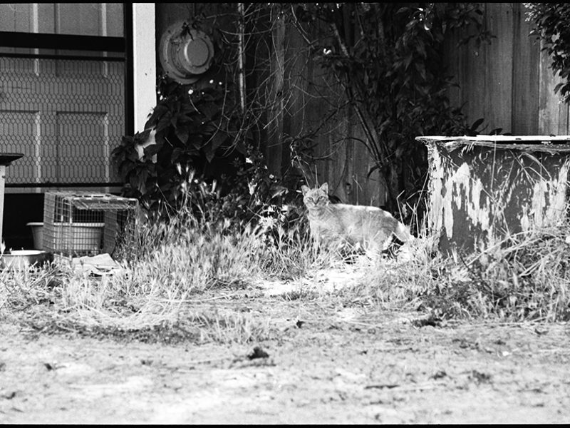 feral_cats_at_martinelli_ranch