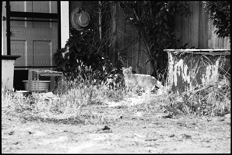 feral_cats_at_martinelli_ranch
