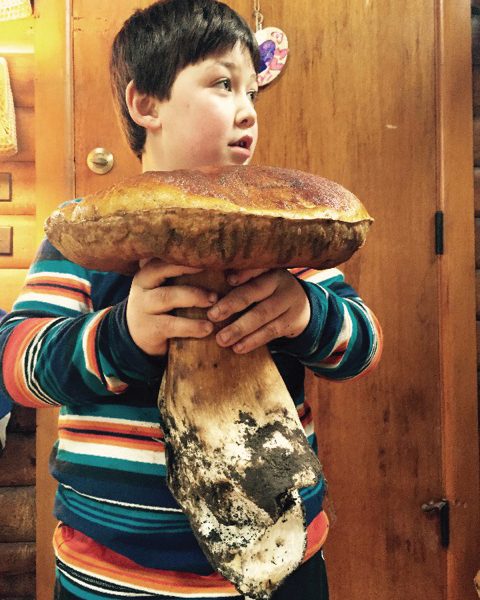 giant_king_bolete