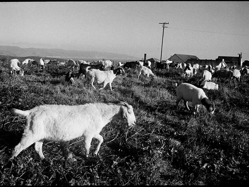 goats_eating_vegetation_point_reyes