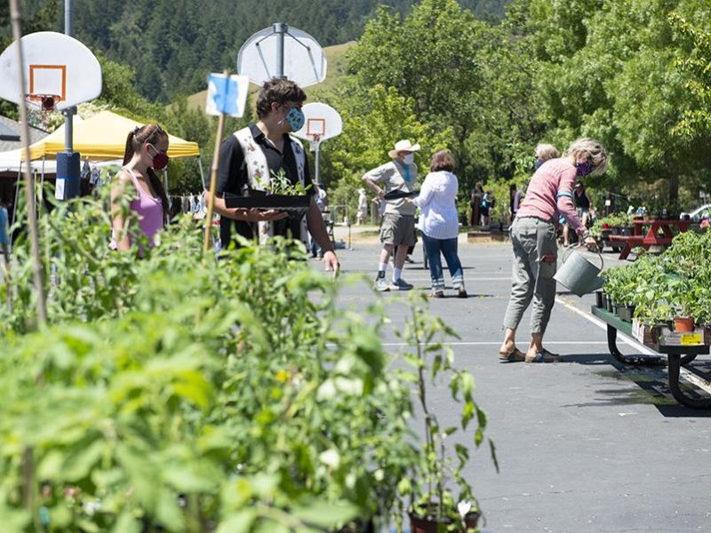 in_spirit_plant_sale
