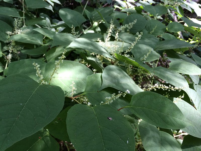 japanese_knotweed