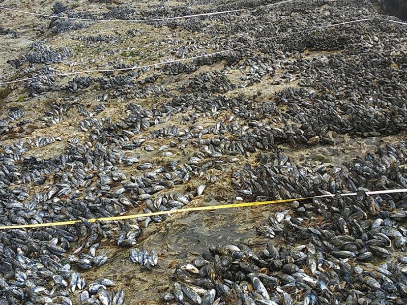 july_2019_mussel_die_off-6