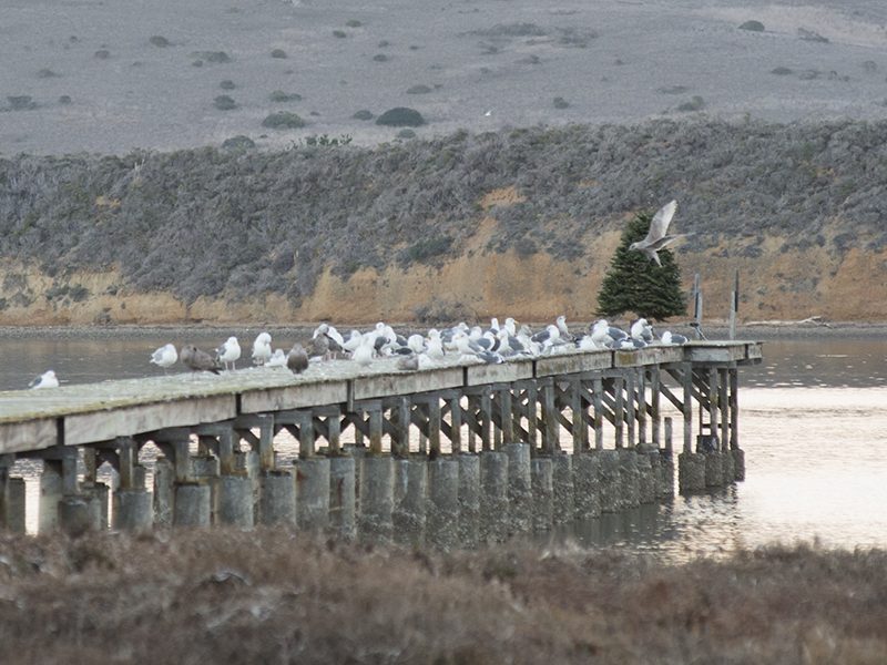 mankas_pier