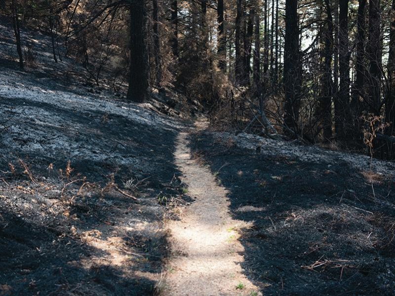 meadow_trail_