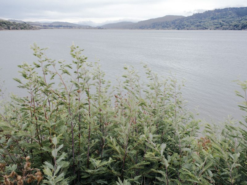 millerton_point_invasive_eradication
