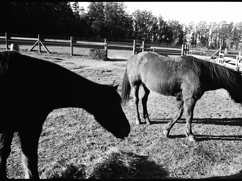morgan_horse_ranch_point_reyes_national_seashore
