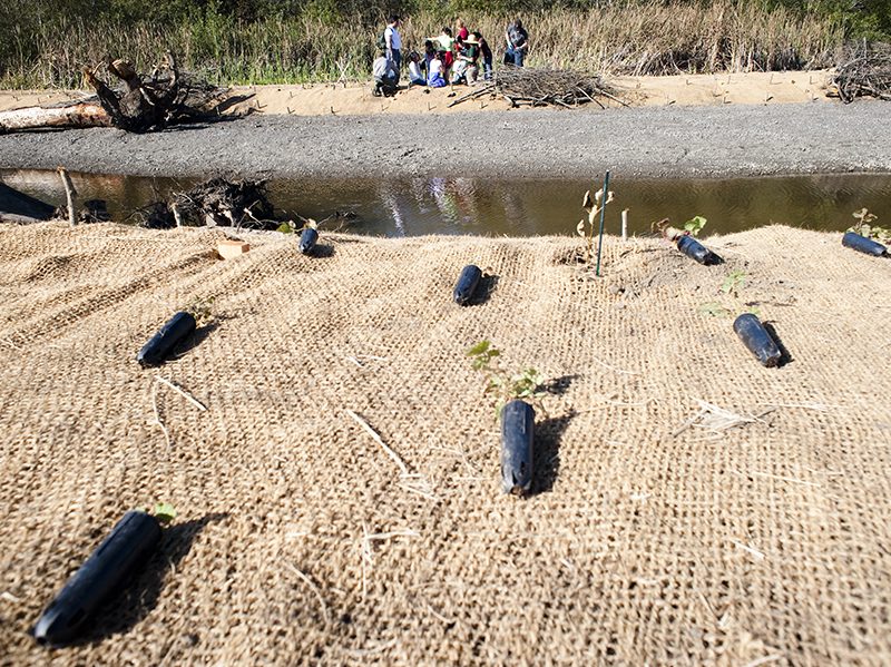 muir_beach_creek_restoration