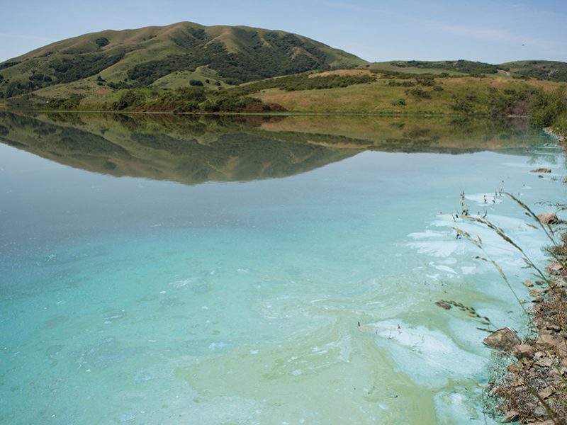 nicasio_resevoir_algae_die_off