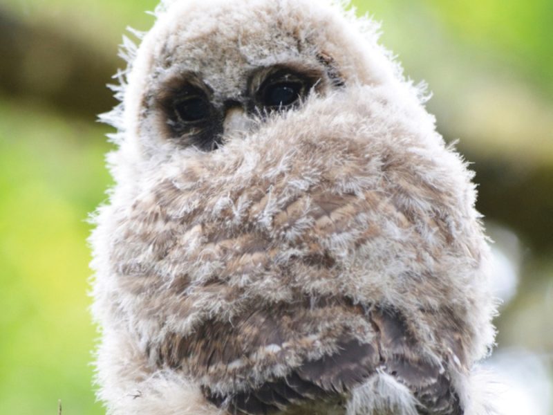 northern_spotted_owl_point_reyes