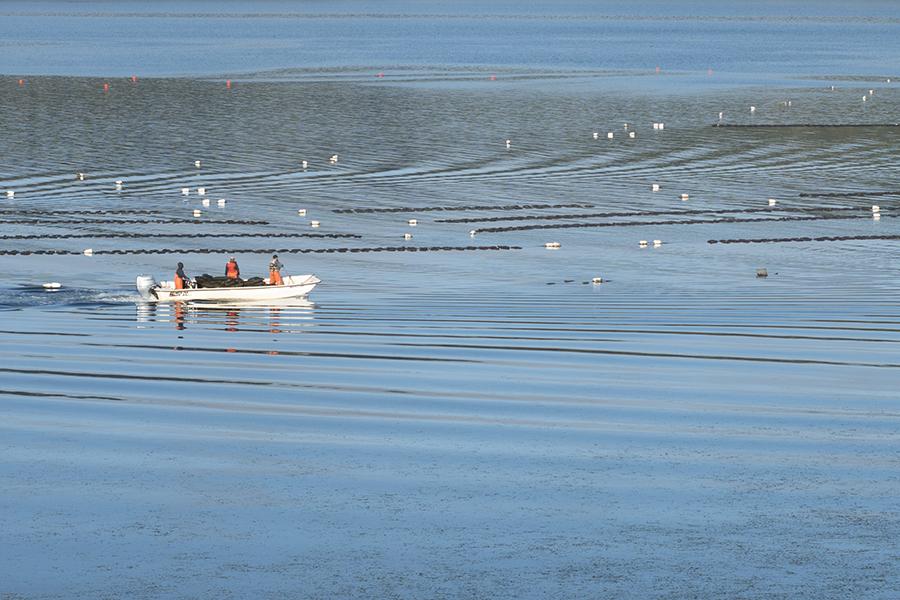 oyster_beds_tomales_bay