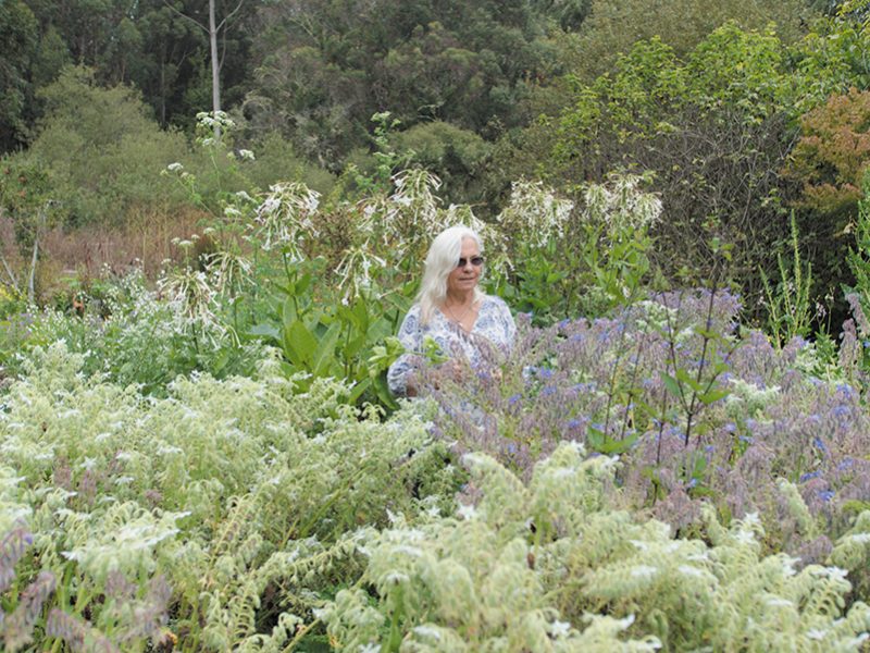 penny_livingston
