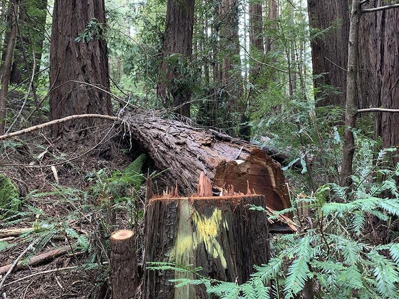 pge_tree_work