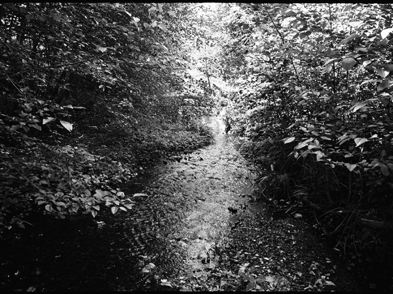 pine_gulch_creek