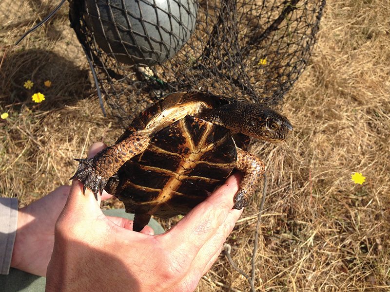 pond_turtle