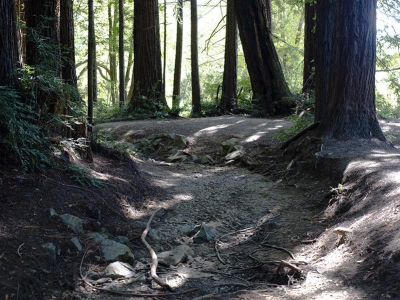 roys_redwoods