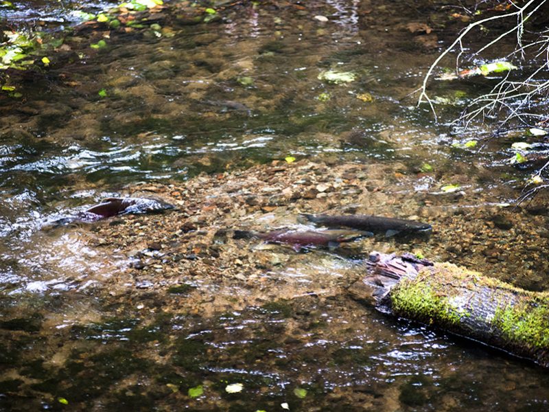 salmon_spawning