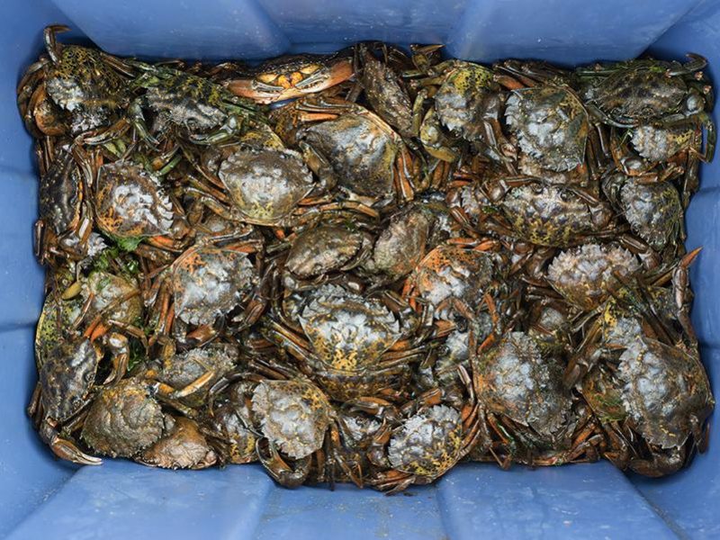 seadrift_crabs