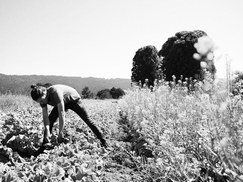 shao_shan_farm