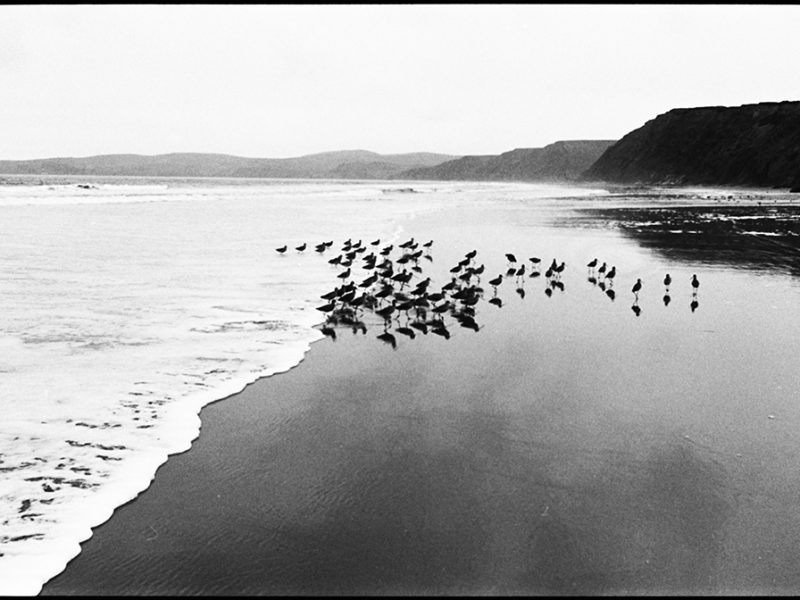 shorebirds_drakes_beach