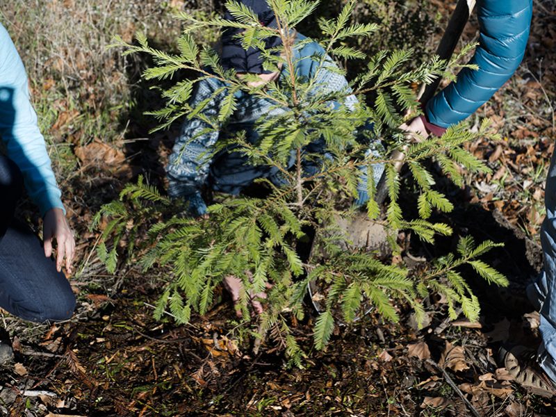 spawn_planting_10000_redwoods
