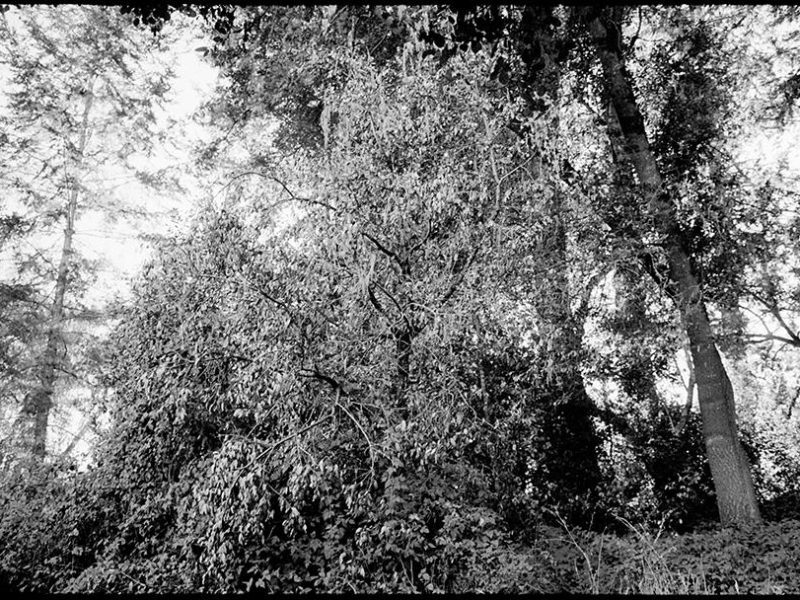 sudden_oak_death_bear_valley