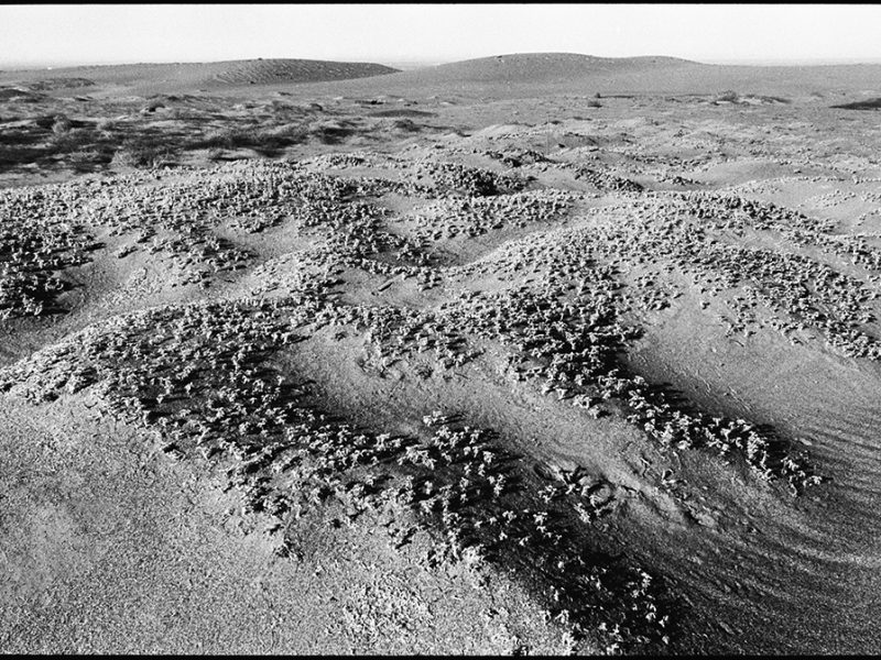 tidestrom_lupine_point_reyes_national_seashore_dune_plan