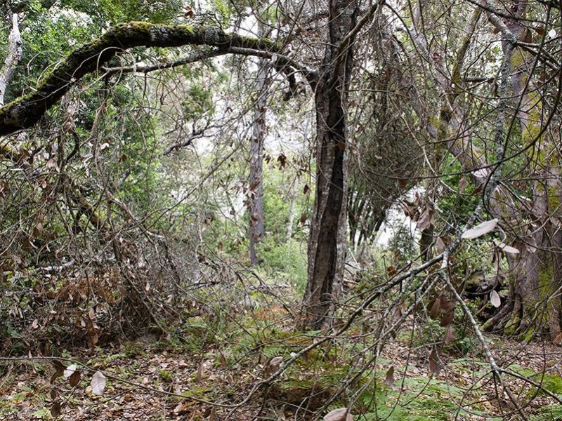 tomales_bay_state_park_fire_break